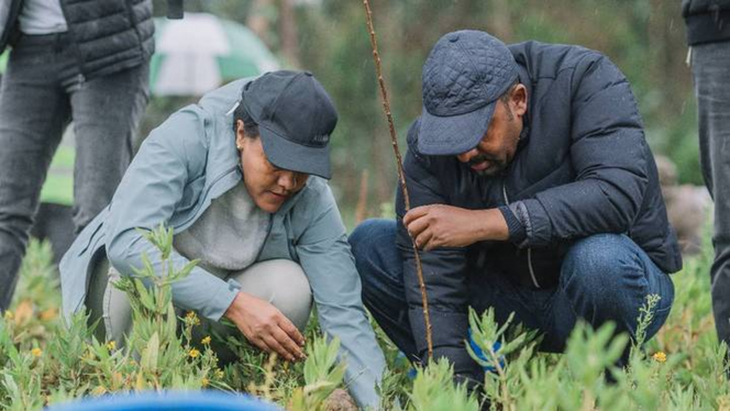 Ethiopia chases world record by planting 500 million trees in a day -  Africa Briefing
