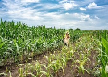 African agriculture faces critical funding gap