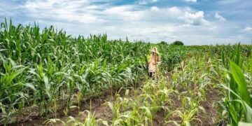 African agriculture faces critical funding gap