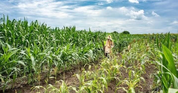 African agriculture faces critical funding gap