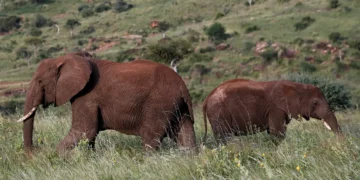 Elephant kills 2 tourists in Zambia