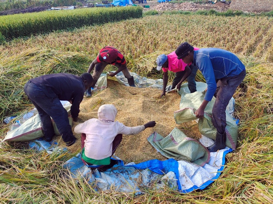 Perennial rice incorporates African wild rice genes and halves ...