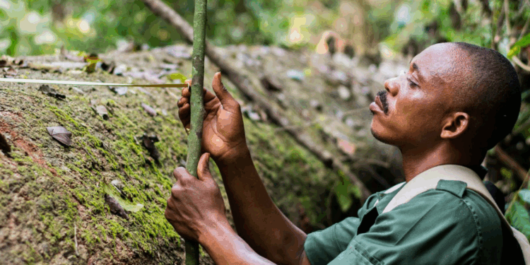 Ghana sets timber trade standard for Africa