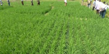Op-Ed: Ghana’s farmers aren’t all seeing the fruits of a Green Revolution