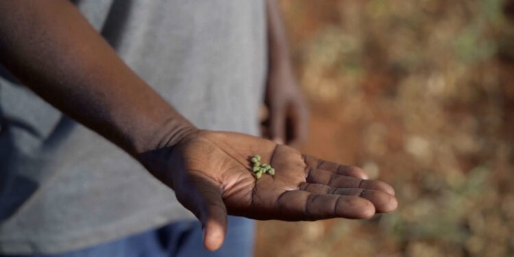 Nearly 7,000 Kenyan farmers protected by the Lemonade Crypto Climate Coalition