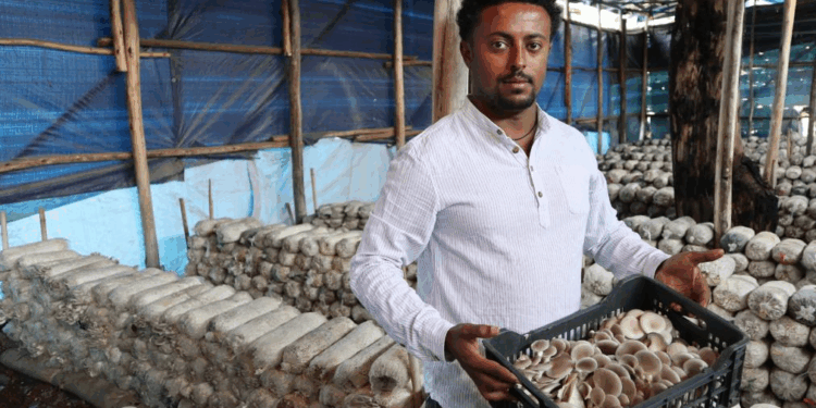 From truck driver to mushroom mogul