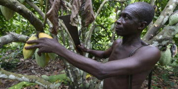 Nigeria eyes cocoa boom amid price surge
