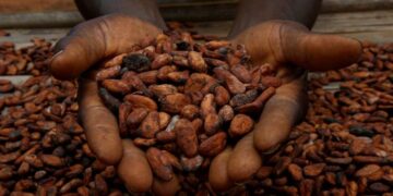 Côte d’Ivoire seizes $19m in cocoa smuggling bust
