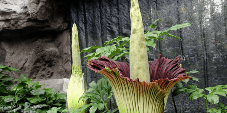 World’s largest flower blooms after 15 year wait