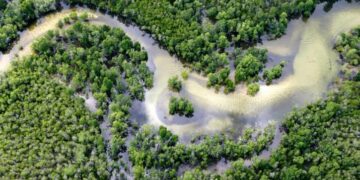 How continental treaty can foster sustainable trade in biodiversity in Africa