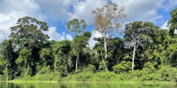 Congo Basin forests valued at $23tn