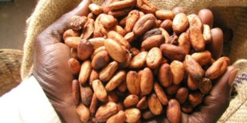 Ghana, Cote d’Ivoire mull buffer-stocking to firm cocoa price