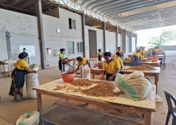 Nigeria’s ginger fields find fortune