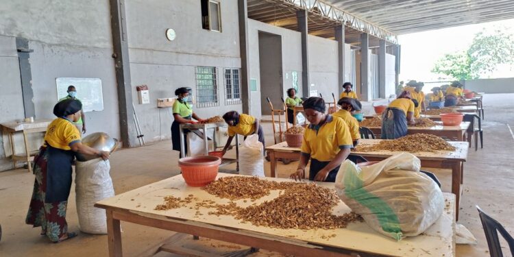 Nigeria’s ginger fields find fortune