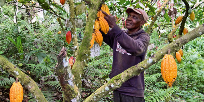 Cocoa experts warn Cote d’Ivoire on plans