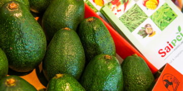 Kenya sees double-digit growth in avocado exports amid rising global demand