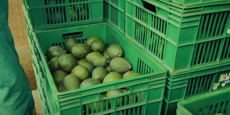 Kenya surpasses South Africa as continent’s top avocado exporter