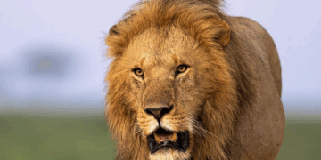 Horror as lion kills girl near Nairobi