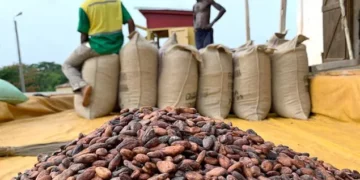 Farmers in Ghana sit beside large sacks of harvested cocoa beans at a rural buying station, with a heap of dried cocoa beans in the foreground
