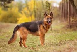 A German Shepherd standing alert in an open grassy area