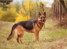 A German Shepherd standing alert in an open grassy area