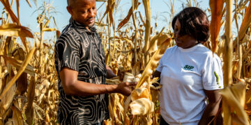 African farmers inspect maize crops in a field supported by African Development Fund-backed agricultural programmes.