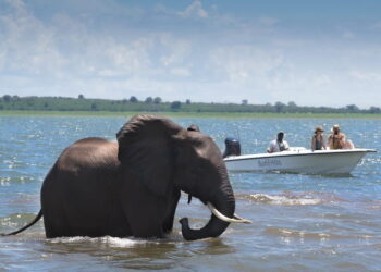 Tourists watch an elephant wading in Lake Kariba from a small boat during a wildlife cruise on the Zimbabwe–Zambia border