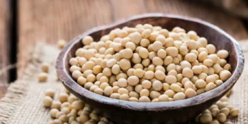 Bowl of soybeans highlighting Africa’s growing soybean import market and rising demand for vegetable oils and animal feed.