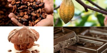 Hand holding roasted cocoa beans, cocoa pod on tree, chocolate muffin with melted topping and dark chocolate bars representing Ghana cocoa products