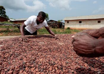 Cocoa farmer drying cocoa beans in Cote d'Ivoire as falling global prices force early mid-crop season changes