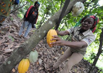 Cocoa farmer harvesting ripe cocoa pods on a plantation in West Africa amid falling global cocoa prices affecting Ghana and Cote d’Ivoire.
