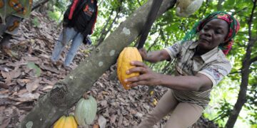 Cocoa farmer harvesting ripe cocoa pods on a plantation in West Africa amid falling global cocoa prices affecting Ghana and Cote d’Ivoire.