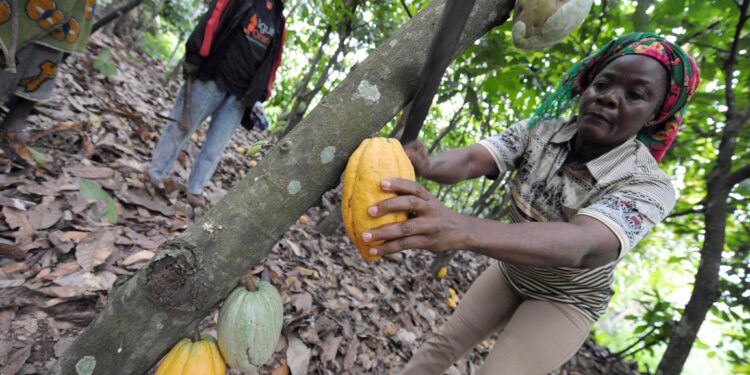 Cocoa farmer harvesting ripe cocoa pods on a plantation in West Africa amid falling global cocoa prices affecting Ghana and Cote d’Ivoire.