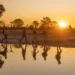 Safari guides walking at sunset along a waterhole in northern Botswana, with trees and their reflections mirrored in still water