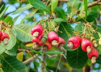 Ripe cashew apples and nuts growing on a tree in Ghana, representing the country’s expanding tree crop sector and agro-processing ambitions