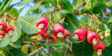 Ripe cashew apples and nuts growing on a tree in Ghana, representing the country’s expanding tree crop sector and agro-processing ambitions