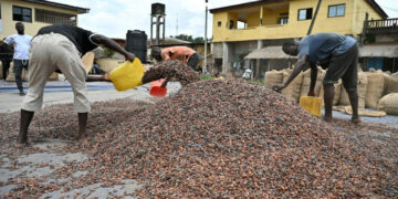 Cote d’Ivoire cocoa piles up unsold, farmers hit