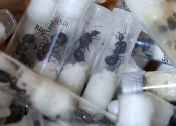 Garden ants stored in plastic test tubes seized in a wildlife smuggling case at Jomo Kenyatta International Airport in Nairobi, Kenya