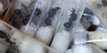 Garden ants stored in plastic test tubes seized in a wildlife smuggling case at Jomo Kenyatta International Airport in Nairobi, Kenya