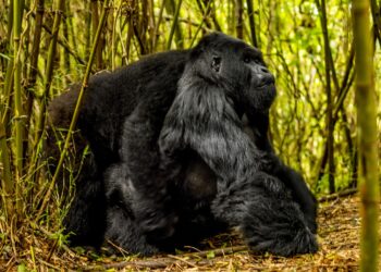 Silverback mountain gorilla in Rwanda’s Volcanoes National Park, a major attraction driving the country’s growing tourism revenue