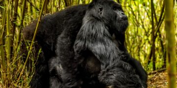 Silverback mountain gorilla in Rwanda’s Volcanoes National Park, a major attraction driving the country’s growing tourism revenue