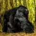 Silverback mountain gorilla in Rwanda’s Volcanoes National Park, a major attraction driving the country’s growing tourism revenue