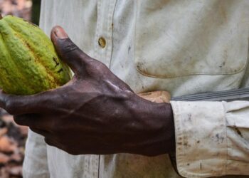 Cocoa farmer holding freshly harvested cocoa pod in West Africa amid falling global prices