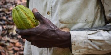 Cocoa farmer holding freshly harvested cocoa pod in West Africa amid falling global prices