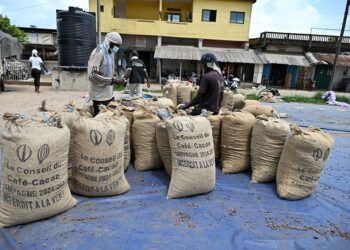 Workers sort cocoa sacks in Cote d'Ivoire amid protests over unpaid cocoa sales and growing concerns about unsold bean stocks