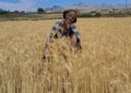 Ethiopian farmer in a wheat field during harvest season in Oromia region