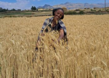 Ethiopian farmer in a wheat field during harvest season in Oromia region