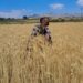 Ethiopian farmer in a wheat field during harvest season in Oromia region
