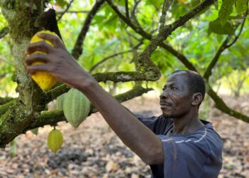 Cocoa farmer inspects cocoa pods on a plantation in Cote d'Ivoire following heavy rainfall during the mid-crop harvest season