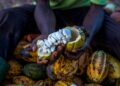 A worker holds an opened cocoa pod displaying fresh white cocoa beans surrounded by harvested cocoa pods during processing on a cocoa farm